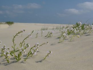 Nordsee-Lagune