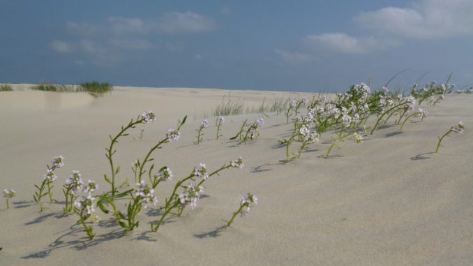 Nordsee-Lagune